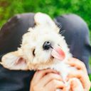 CURSO DE CACHORROS  EN GRUPO