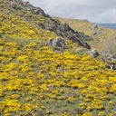 Festival del Piorno en Flor: fin de semana del 21 y 22 de junio