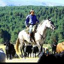 Llegada de la Trashumancia a Gredos