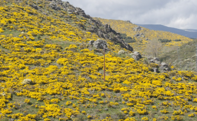 Actividad con Flor, Vegetación, Amarillo, Planta, Flor silvestre, Tundra, Planta floreciente, Colina, Familia de la margarita, Planta perenne