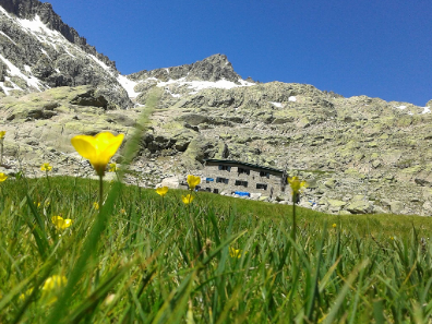 Paisaje natural plan Actividad con Paisaje natural, Formaciones montañosas, Montaña, Cordillera, Alpes, Prado, Flor silvestre, Hierba, Familia de la hierba, Flor