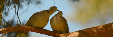 Actividad con Pájaro, Canario del Atlántico, Pinzón, Pico, Pájaro cantor, Pájaro encaramado, Adaptación, Canario, Palomas y palomas, Wren