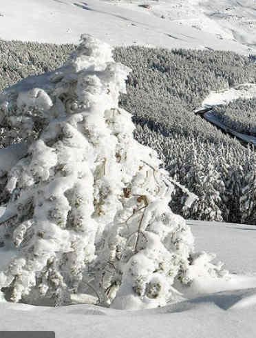 Actividad con Nieve, Fenómeno geológico, Invierno, Congelación, Árbol, Helada, Hielo, Forma de relieve glaciar, Terreno, Planta