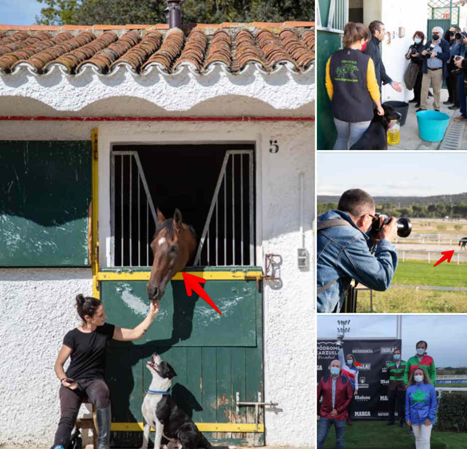 Actividad con Diversión, Collage, Arte, Canidae, Fotografía, Grupo deportivo, Ocio, Jugar